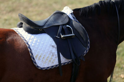 Close-up of horse