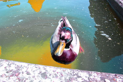 High angle view of fish swimming in lake