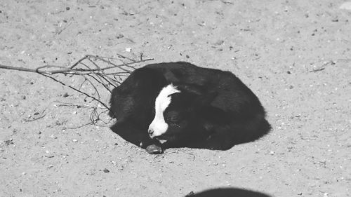 High angle view of dog