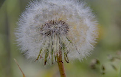 Close-up of dandelion flower