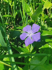Close-up of purple flowering plant