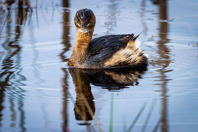Portrait of bird swimming in lake