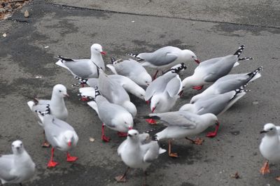 High angle view of swans