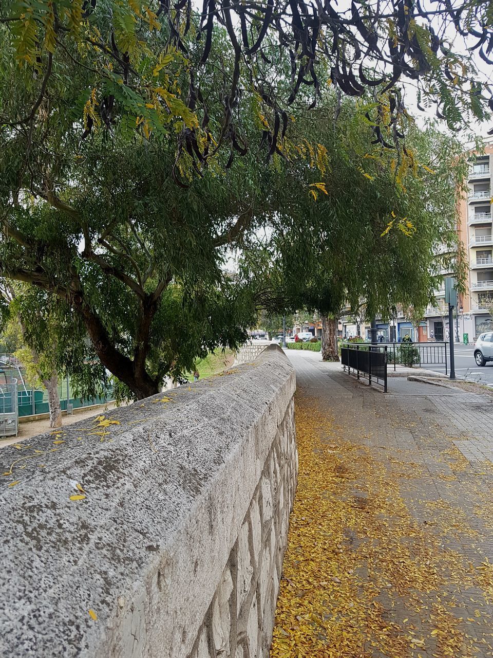 ROAD BY TREES IN CITY