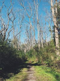 Bare trees in forest against clear sky