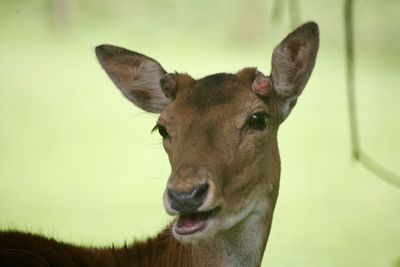 Close-up portrait of deer