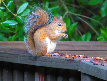 Squirrel close-up on banister outdoors eating nuts