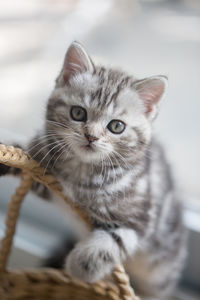 Close-up portrait of kitten with wicker basket at window sill
