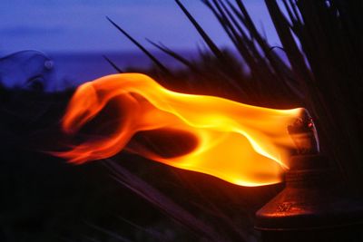 Close-up of leaf at night