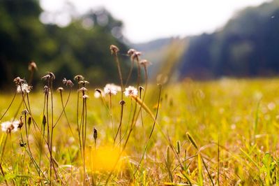 Close-up of yellow flowering plants on field