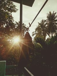 Low angle view of sunlight streaming through silhouette trees