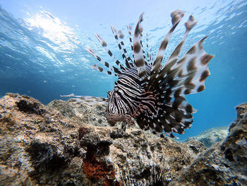 Fish swimming in sea