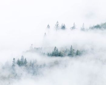 Trees in foggy weather against sky during winter