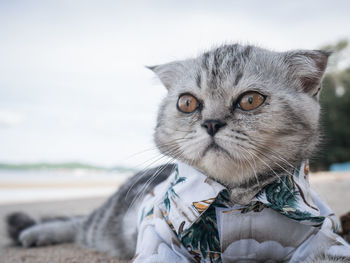 Cat relaxing on beach