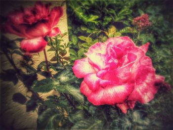 Close-up of pink rose