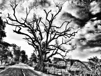 Bare trees against sky