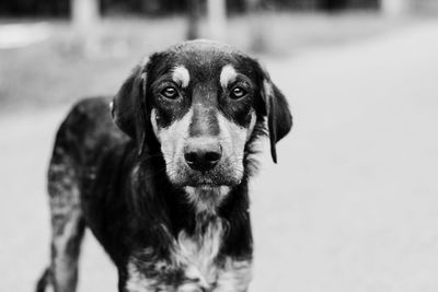 Close-up portrait of dog looking at camera