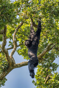 Low angle view of monkey on tree