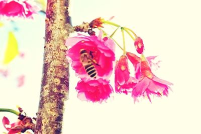 View of flowers and trees