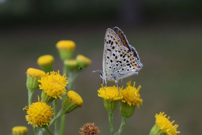 Butterfly on yellow flower