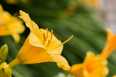 Close-up of day lily blooming outdoors