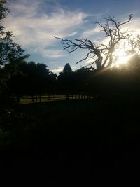 Sun shining through trees on field