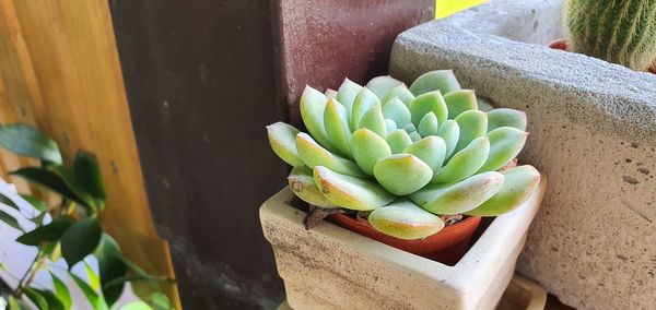 Close-up of succulent plant