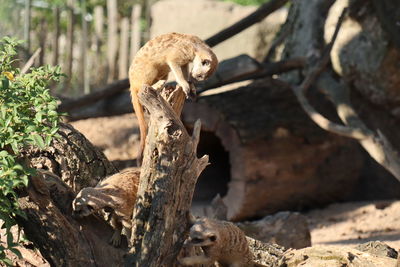 Monkey sitting on tree branch