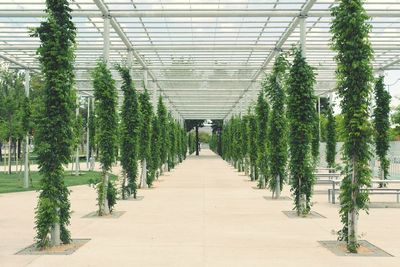 Plants growing in greenhouse