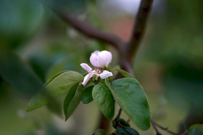 Close-up of flowering plant