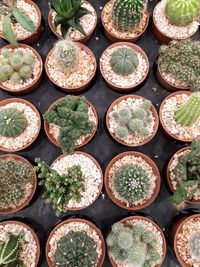 Full frame shot of succulent plants