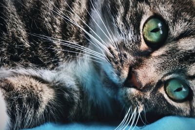 Tabby cat with green eyes