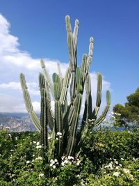 Cactus plants growing on field against sky