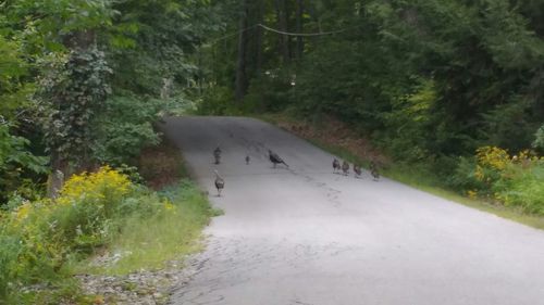 Road passing through forest