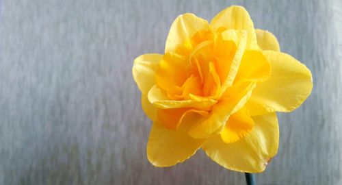 Close-up of yellow rose