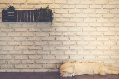 Cat relaxing on brick wall