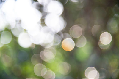 Defocused image of plants