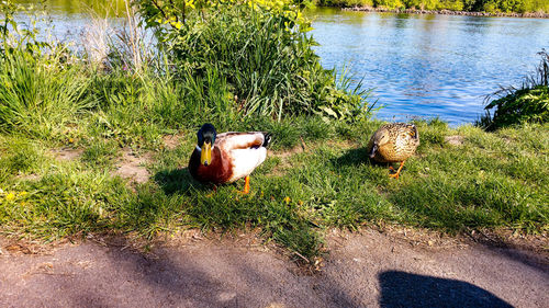 High angle view of bird on grass by lake