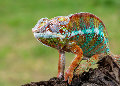 Chameleon