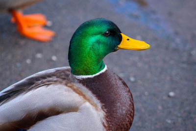 Close-up of a male malard duck 