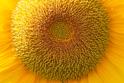 Extreme close-up of sunflower