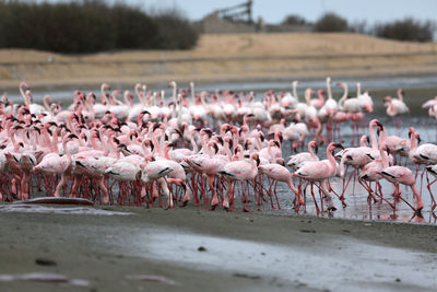 Flock of birds in lake