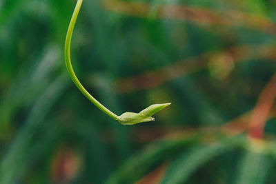 Close-up of green leaf