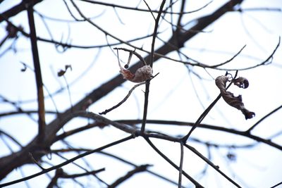 Close-up of insects perching on branch