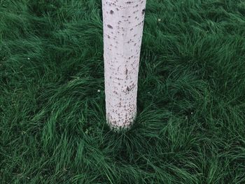 High angle view of grass on field