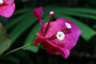 Close-up of pink hibiscus blooming outdoors