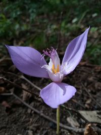 Close-up of purple crocus flower on field