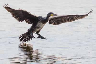 Bird flying over lake