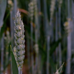 Close-up of flowering plant on field