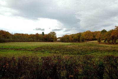 Scenic view of agricultural field against sky